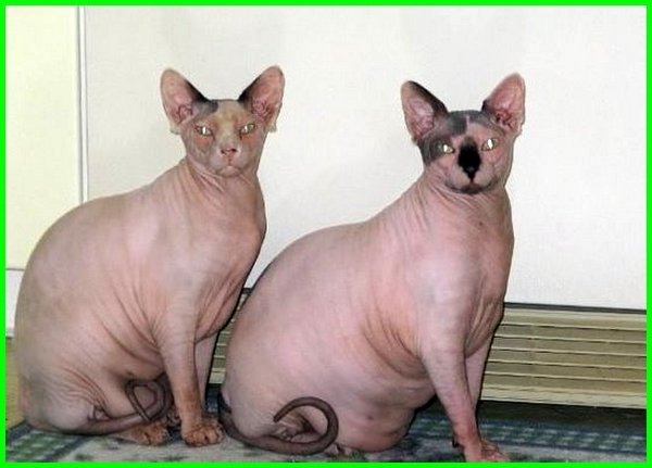 Detail Kucing Gemuk Dan Lucu Nomer 43