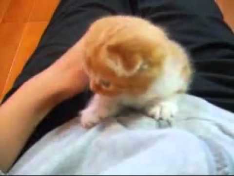 Detail Kucing Gemuk Dan Lucu Nomer 46