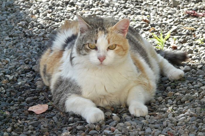 Detail Kucing Gemuk Dan Lucu Nomer 47