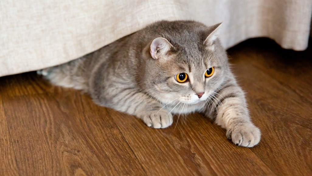 Detail Kucing Gemuk Dan Lucu Nomer 6
