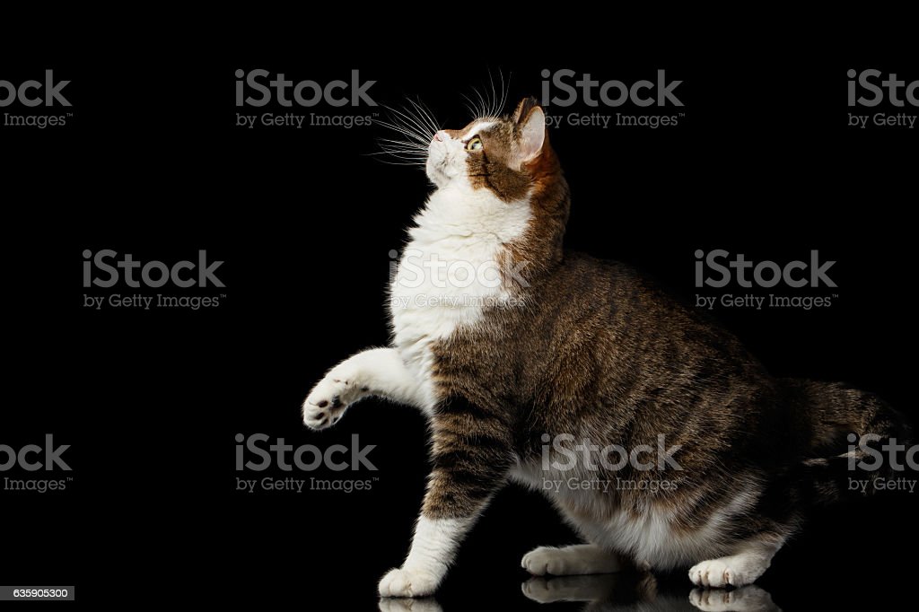 Detail Kucing Gemuk Dan Lucu Nomer 48