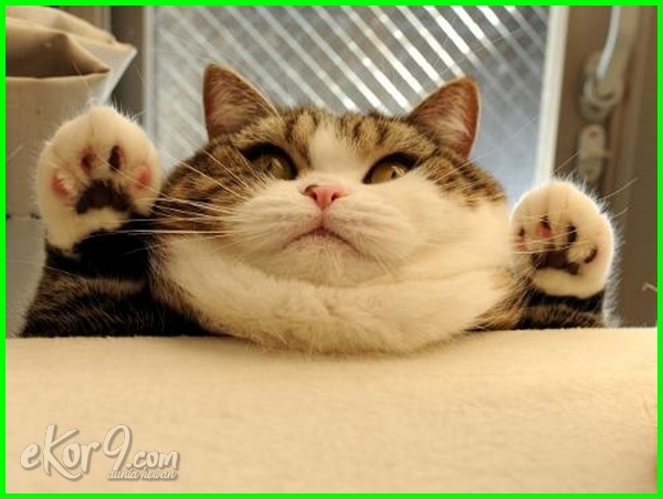 Detail Kucing Gemuk Dan Lucu Nomer 50