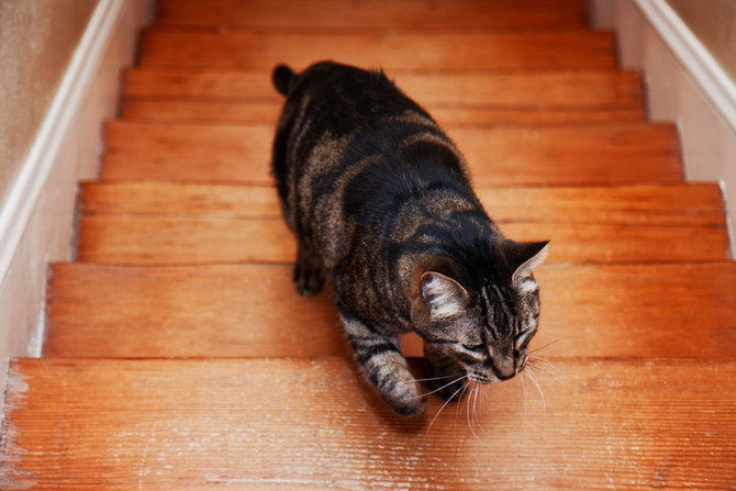 Detail Kucing Gemuk Dan Lucu Nomer 51