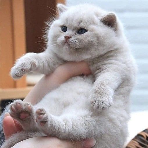 Detail Kucing Gemuk Dan Lucu Nomer 53