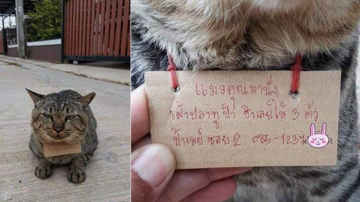 Detail Kucing Gemuk Dan Lucu Nomer 54
