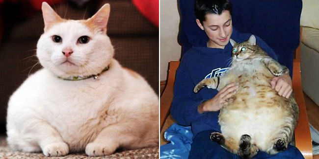 Detail Kucing Gemuk Dan Lucu Nomer 55