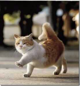 Detail Kucing Gemuk Dan Lucu Nomer 7