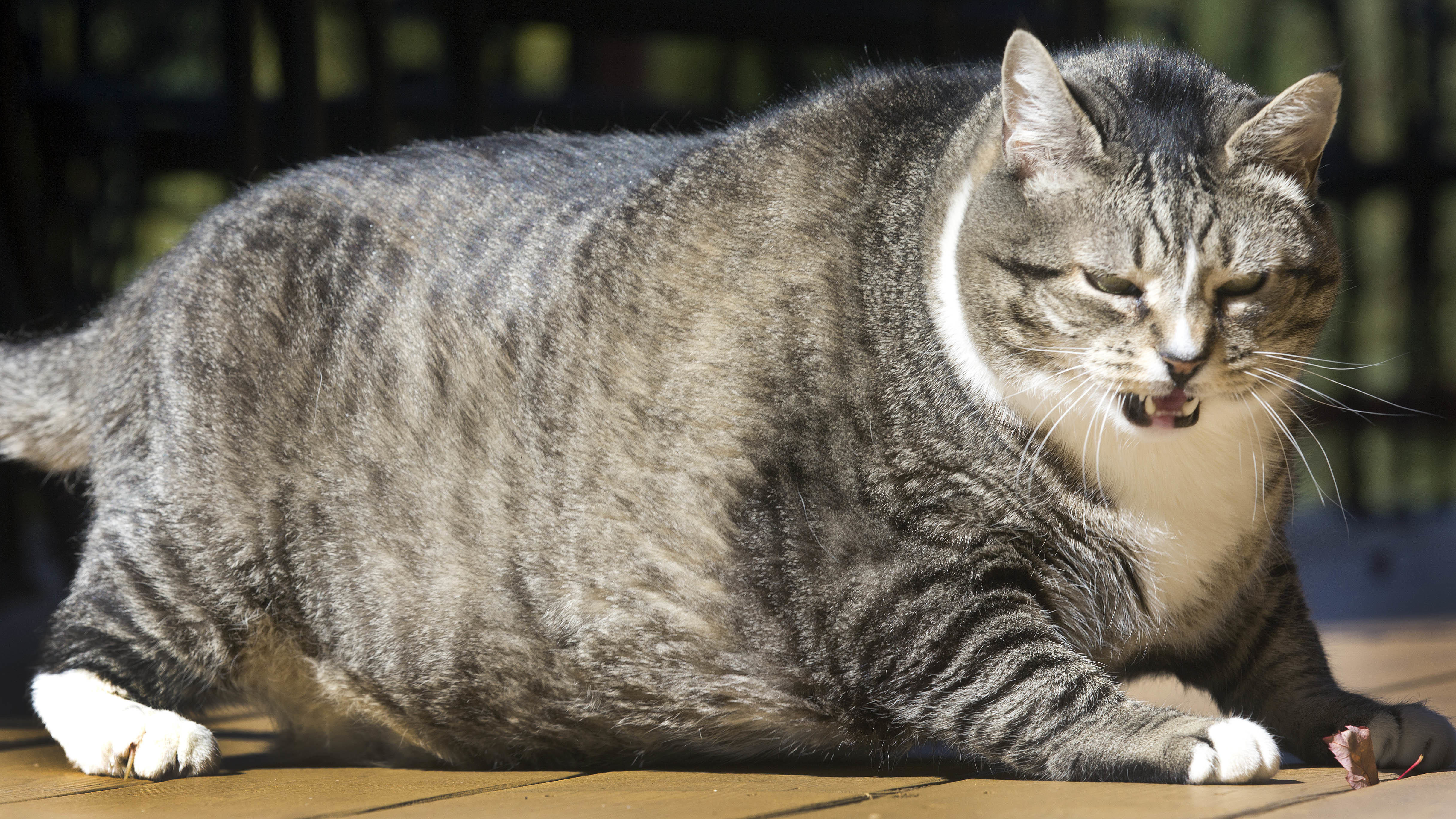 Detail Kucing Gemuk Dan Lucu Nomer 8