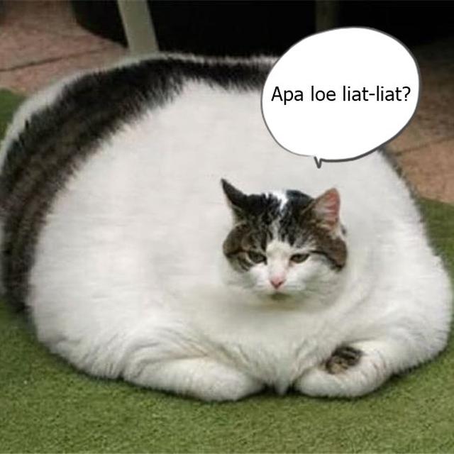 Detail Kucing Gemuk Dan Lucu Nomer 9