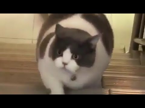 Detail Kucing Gemuk Dan Lucu Nomer 10