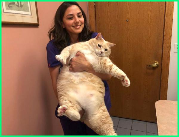 Kucing Gemuk Lucu - 54+ Koleksi Gambar