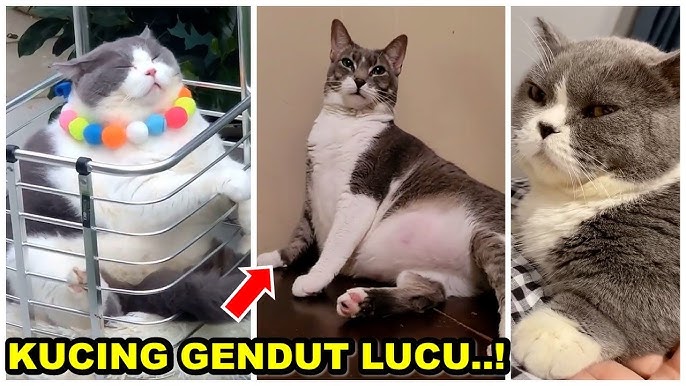 Detail Kucing Gendut Lucu Nomer 46