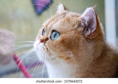 Detail Kucing Golden British Shorthair Nomer 56