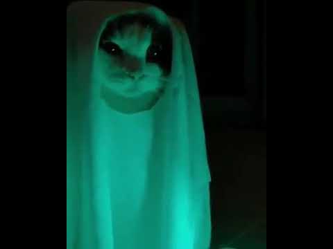 Detail Kucing Hantu Seram Nomer 2