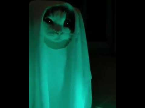 Detail Kucing Hantu Seram Nomer 2