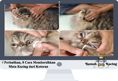 Detail Kucing Hidung Hitam Nomer 27