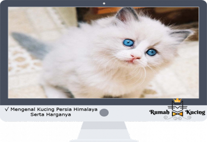 Detail Kucing Himalaya Putih Nomer 16