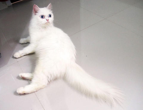 Detail Kucing Himalaya Putih Nomer 6