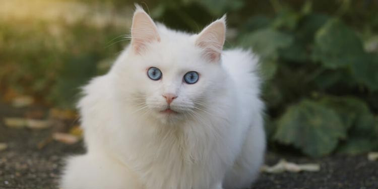 Detail Kucing Himalaya Putih Nomer 45