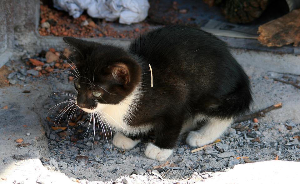 Detail Kucing Hitam Kecil Nomer 12