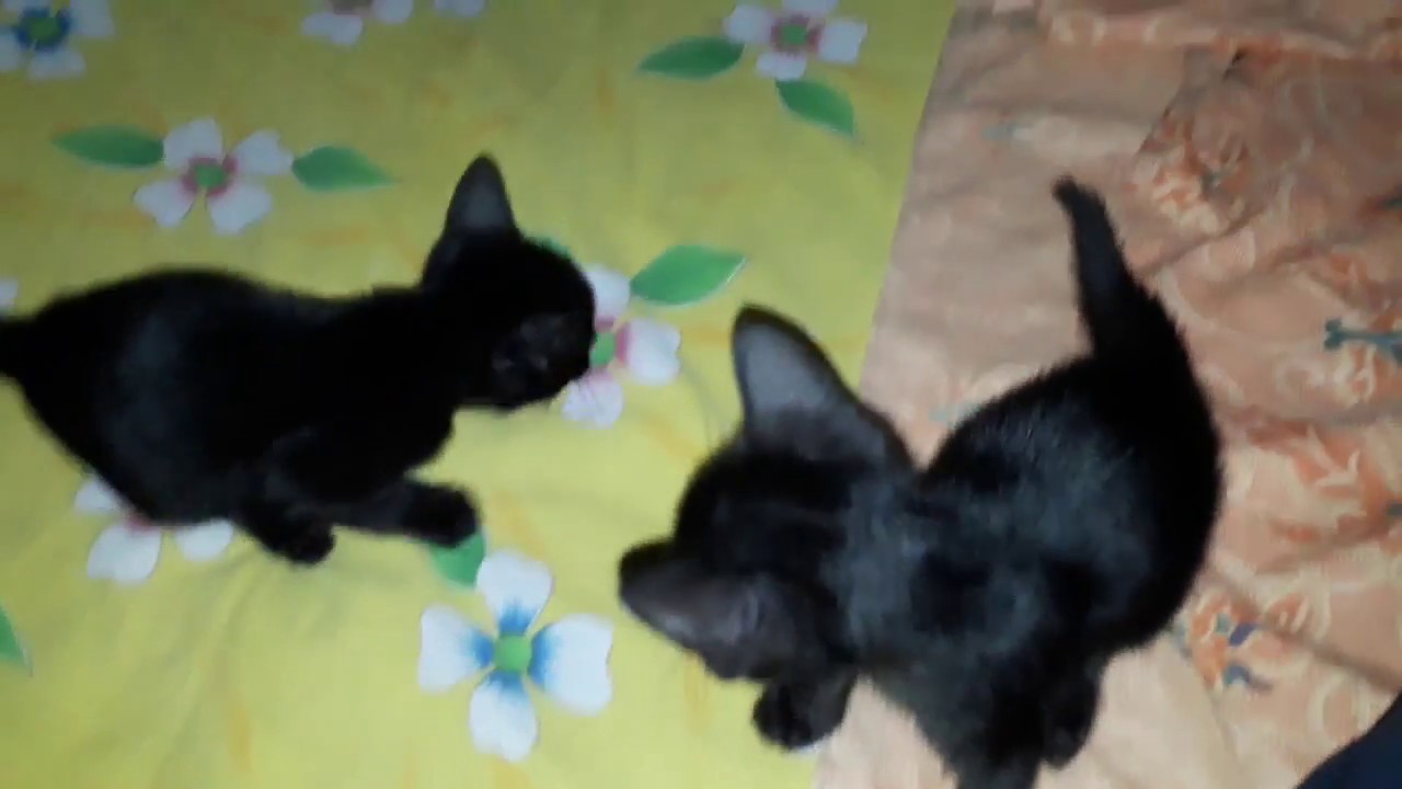 Detail Kucing Hitam Lucu Nomer 21