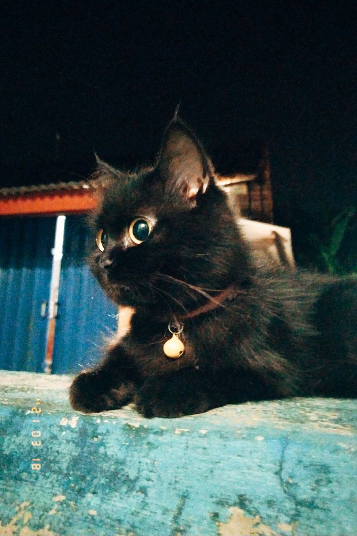 Detail Kucing Hitam Lucu Nomer 37