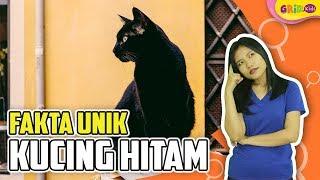 Detail Kucing Hitam Masuk Rumah Nomer 24