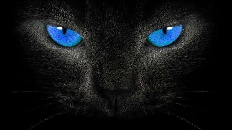 Kucing Hitam Mata Biru - KibrisPDR