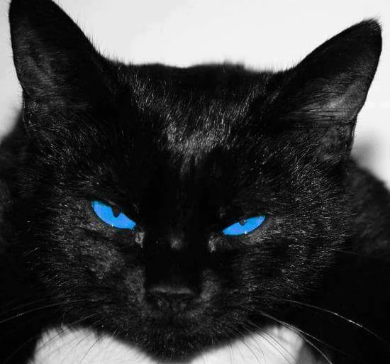 Detail Kucing Hitam Mata Biru Nomer 9