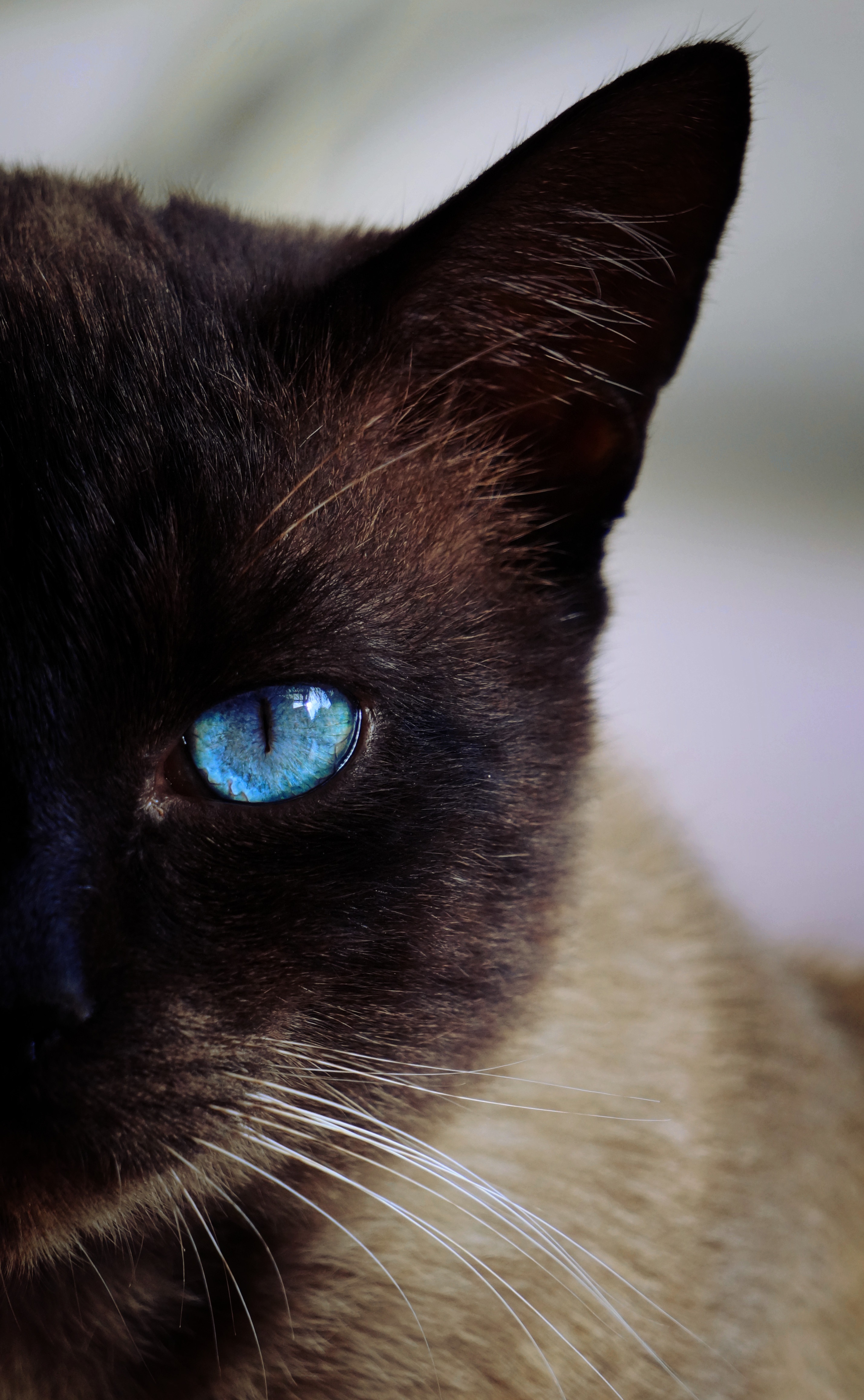 Detail Kucing Hitam Mata Biru Nomer 35