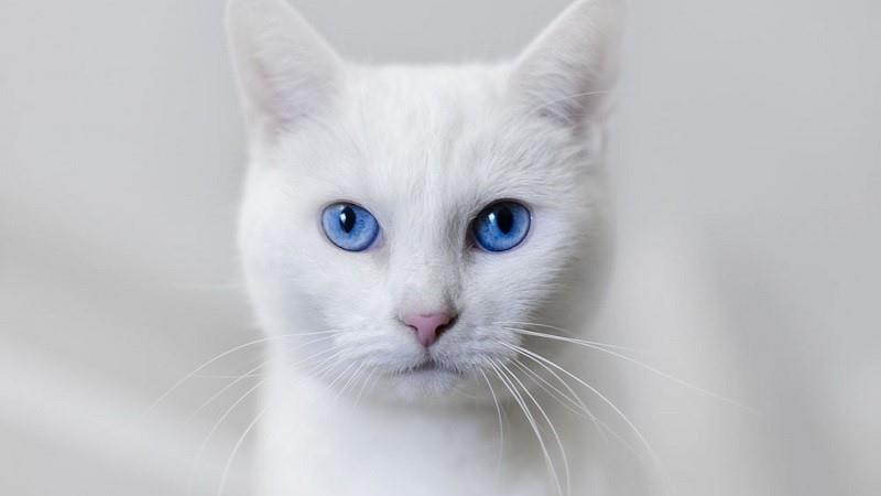 Detail Kucing Hitam Mata Biru Nomer 37