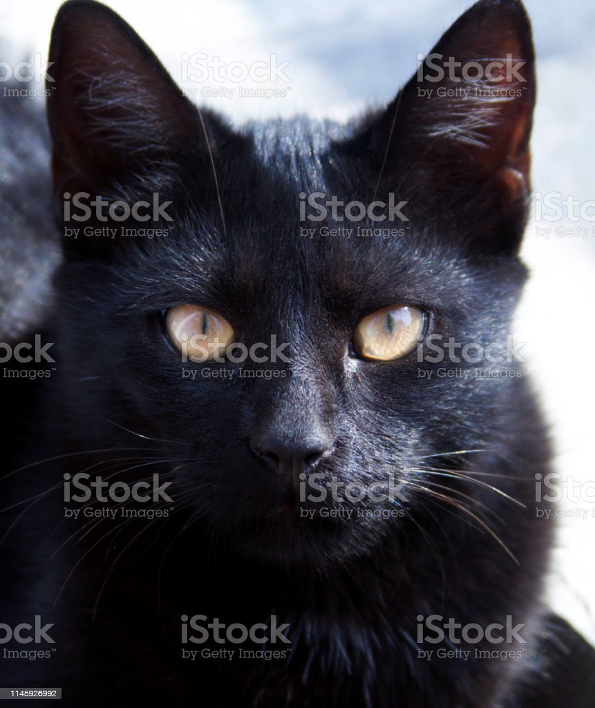 Detail Kucing Hitam Mata Merah Nomer 2