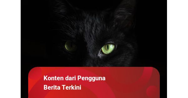 Detail Kucing Hitam Mata Merah Nomer 23