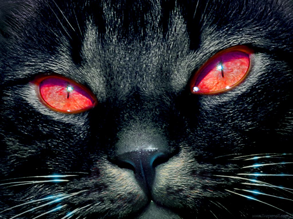 Detail Kucing Hitam Mata Merah Nomer 6