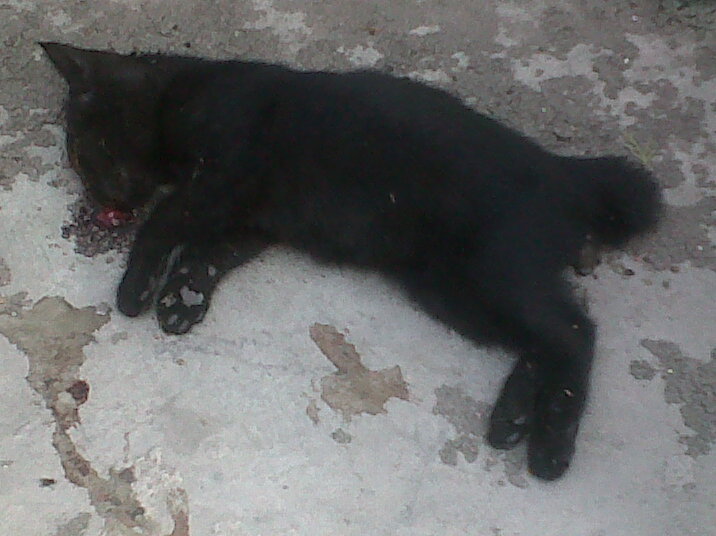 Detail Kucing Hitam Mati Depan Rumah Nomer 15