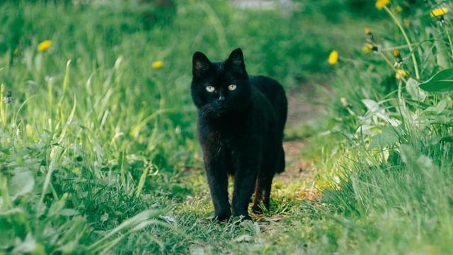 Detail Kucing Hitam Mati Depan Rumah Nomer 22