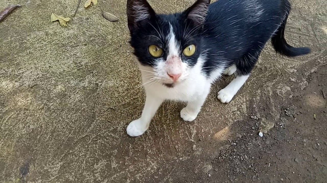 Detail Kucing Hitam Putih Kampung Nomer 18