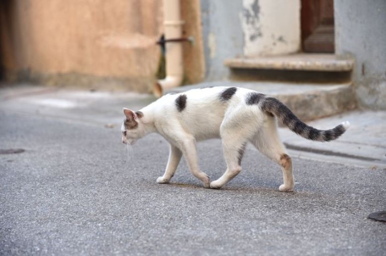 Detail Kucing Hitam Putih Kampung Nomer 23