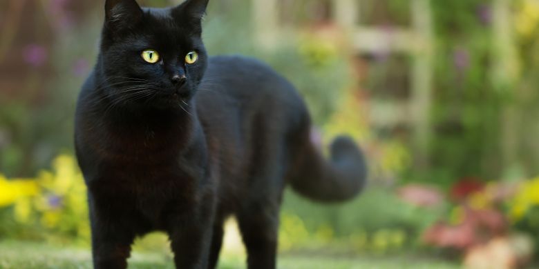 Detail Kucing Hitam Putih Kampung Nomer 24