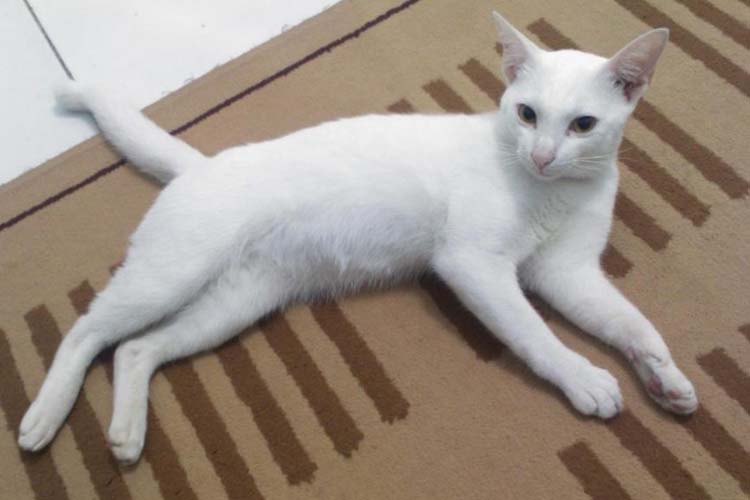 Detail Kucing Hitam Putih Kampung Nomer 25