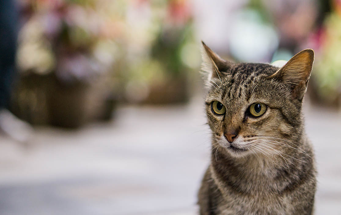 Detail Kucing Hitam Putih Kampung Nomer 38