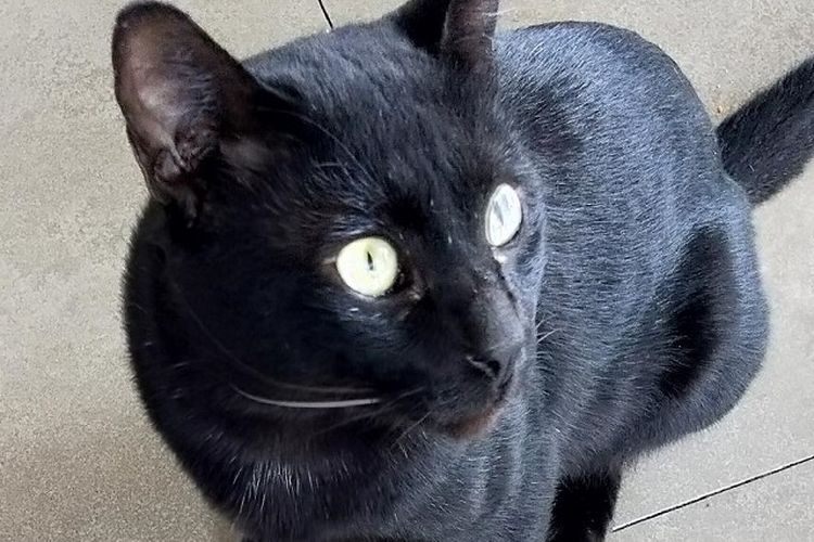 Detail Kucing Hitam Putih Kampung Nomer 40