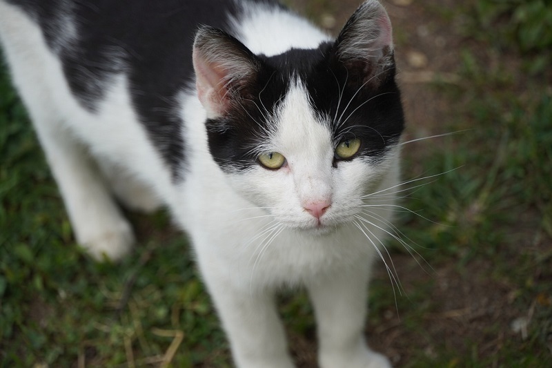 Detail Kucing Hitam Putih Kampung Nomer 41