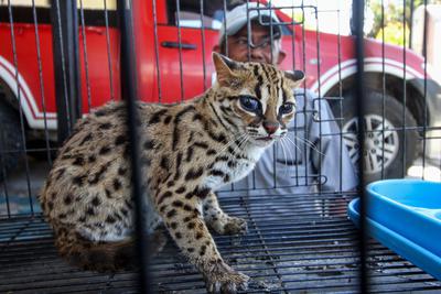 Kucing Hutan Blacan - KibrisPDR