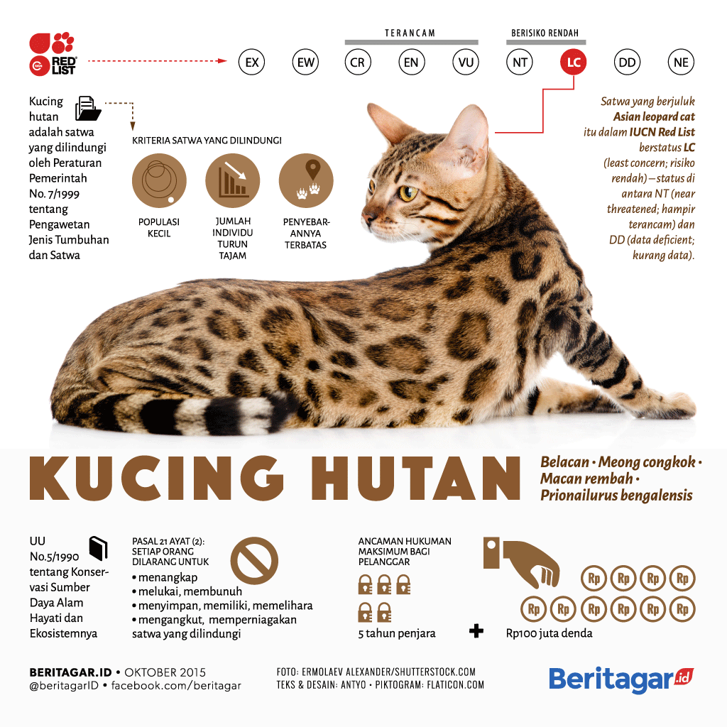 Detail Kucing Hutan Blacan Nomer 16