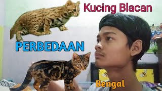 Detail Kucing Hutan Blacan Nomer 49