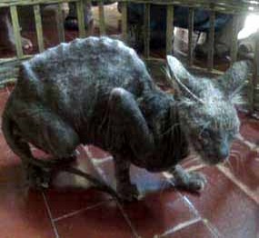 Detail Kucing Jadi Jadian Nomer 17