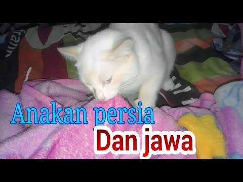 Detail Kucing Jawa Persia Nomer 23