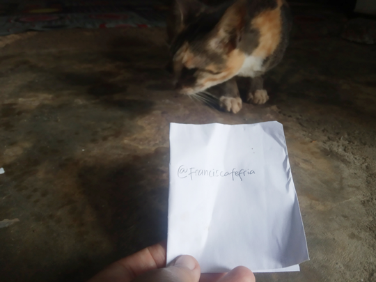 Detail Kucing Kampung Kaskus Nomer 13