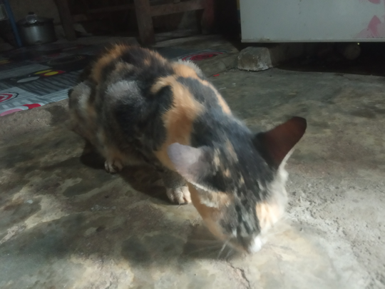 Detail Kucing Kampung Kaskus Nomer 24